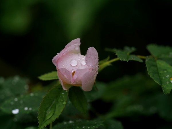 Comment aménager un espace de relaxation avec des chaises longues autour de la piscine?