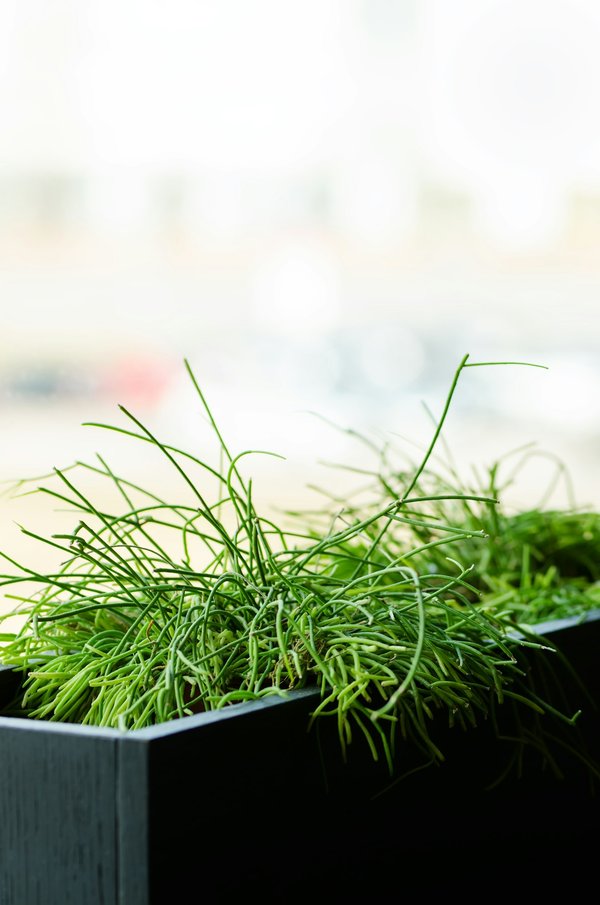 Artepot : votre partenaire pour des solutions d'aménagement extérieur de haute qualité